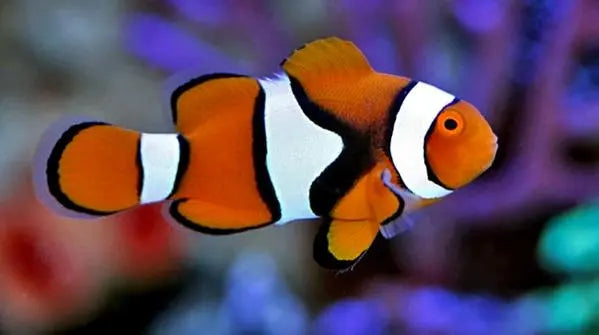 Percula Clown (Amphiprion ocellaris) - Marine World Aquatics