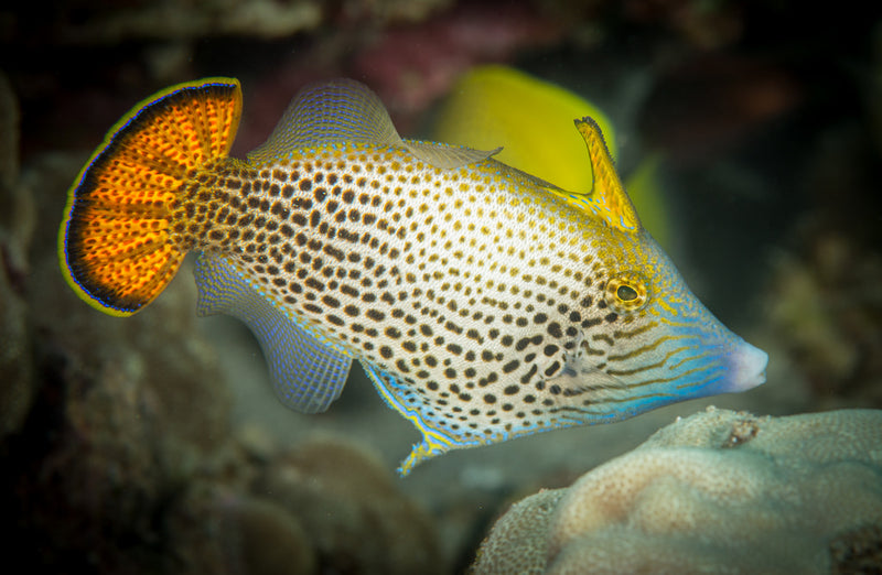 Hawaiian Orange Tail Filefish (Pervagor spilosoma) - Marine World Aquatics