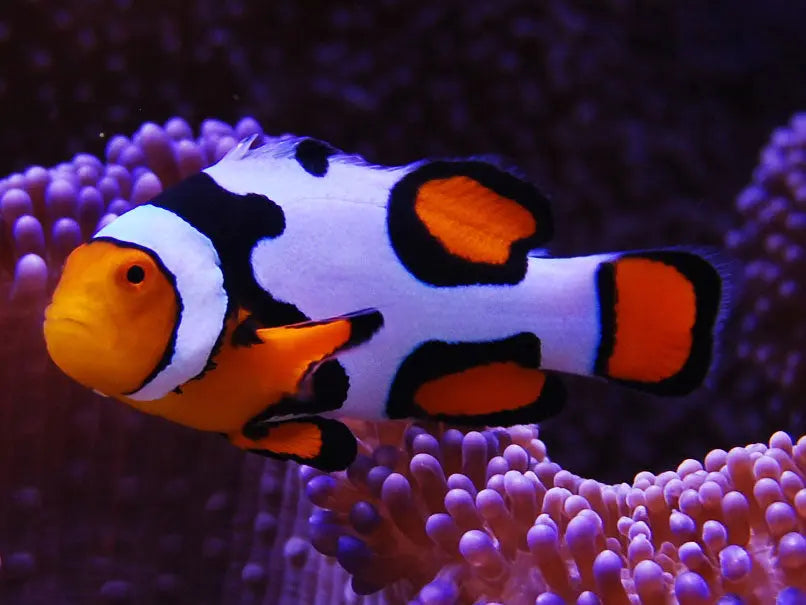 Tank Bred Clown - Picasso Grade A (Amphiprion percula) - Marine World Aquatics