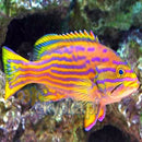 Polleni Grouper (Cephalopholis polleni) - Marine World Aquatics