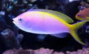 Bartlett's Anthias (Pseudanthias bartlettorum) - Marine World Aquatics