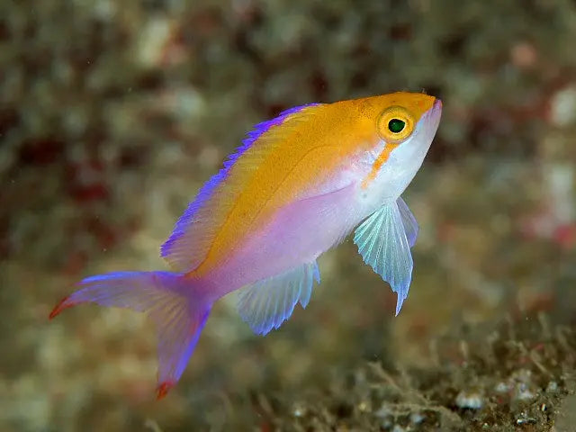 Bicolour Anthias (Pseudanthias bicolor) - Marine World Aquatics