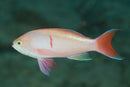 Bleeding Heart Anthias (Pseudanthias cooperi) - Marine World Aquatics