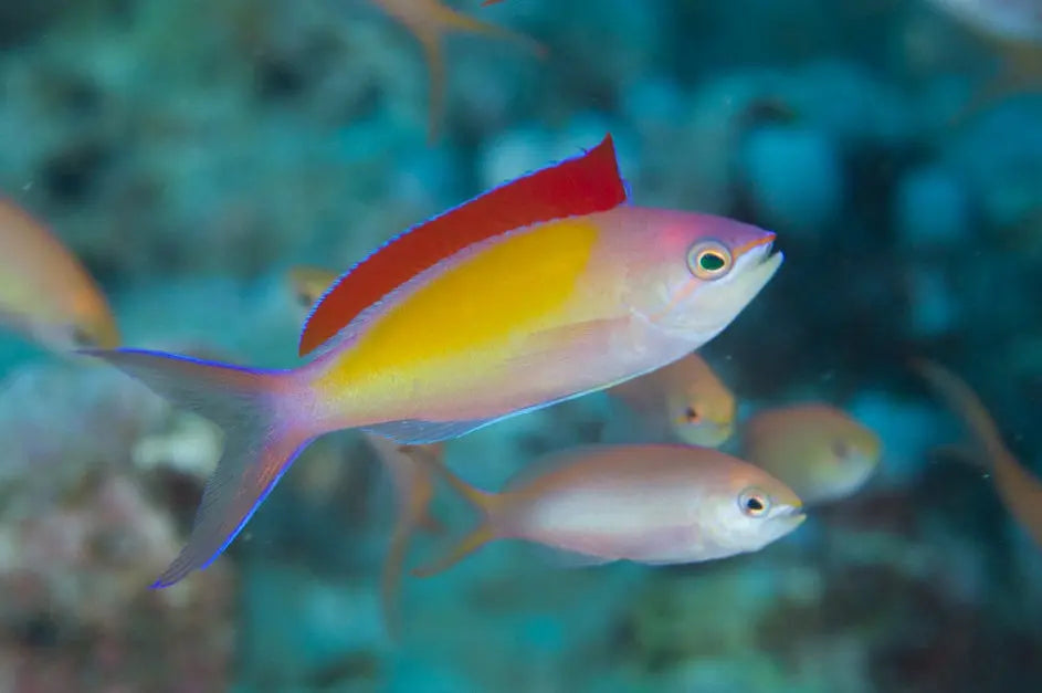 Dispar Anthias - Coral Sea (Pseudanthias dispar) - Marine World Aquatics