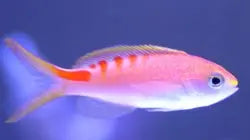 Lori Anthias - Pacific (Pseudanthias lori) - Marine World Aquatics