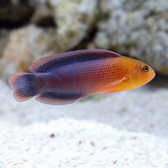 Dilectis Pygmy Basslet (Pseudochromis dilectus) - Marine World Aquatics