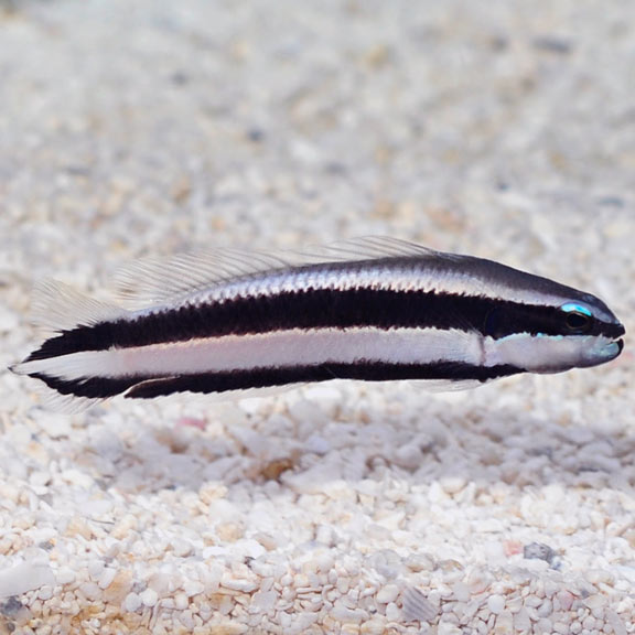 Tank Bred Pygmy Basslet - Minstrel (Pseudochromis sankeyi) - Marine World Aquatics