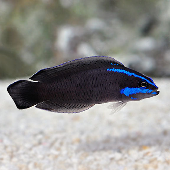 Blue Streak Pygmy Basslet (Pseudochromis springeri) - Marine World Aquatics