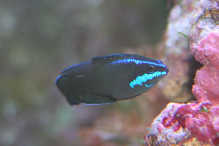 Tank Bred Pygmy Basslet - Blue Streak (Pseudochromis springeri) - Marine World Aquatics