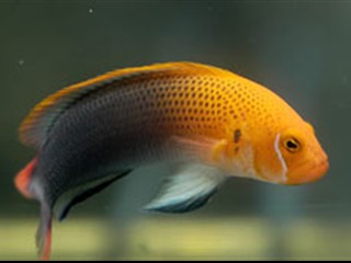 Orange Head Basslet (Pseudochromis steenei) - Marine World Aquatics