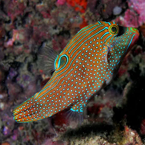 Puffer - Blue Spot (Canthigaster papua) - Marine World Aquatics