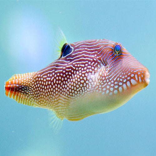 Puffer - Jewel (Canthigaster solandri) - Marine World Aquatics