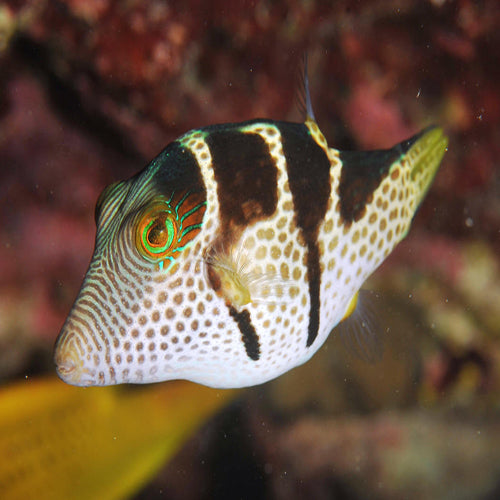 Puffer - Smith's Gold Spot (Canthigaster coronata) - Marine World Aquatics