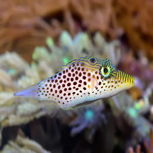 Puffer - Tyler's (Canthigaster tyleri) - Marine World Aquatics