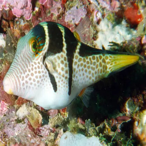 Puffer - Valentini (Canthigaster valentini) - Marine World Aquatics