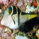 Puffer - Valentini (Canthigaster valentini) - Marine World Aquatics