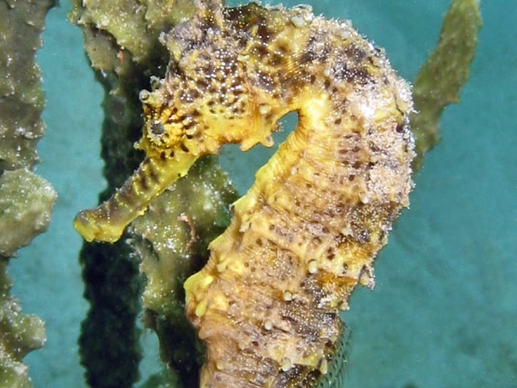 Seahorse Tigertail - TANK BRED (Hippocampus comes). - Marine World Aquatics