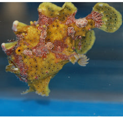 Angler Fish - Wart Skin (Antennarius maculatus) - Marine World Aquatics