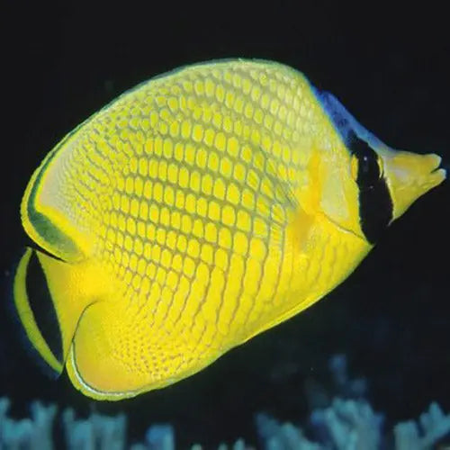 Raffles Butterfly (Chaetodon rafflesii) - Marine World Aquatics