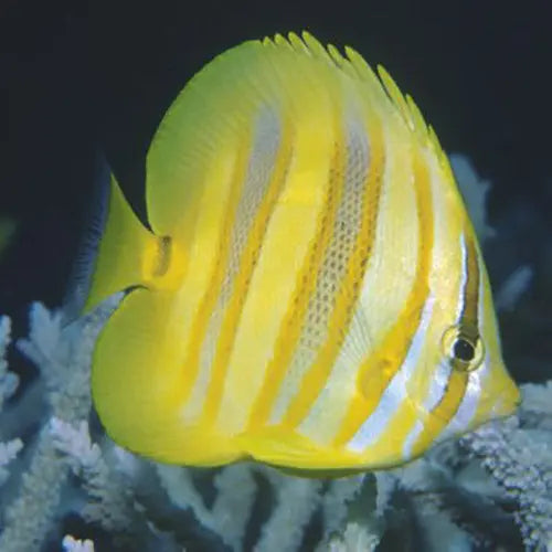 Rainford's Butterfly (Chaetodon rainfordi) - Marine World Aquatics