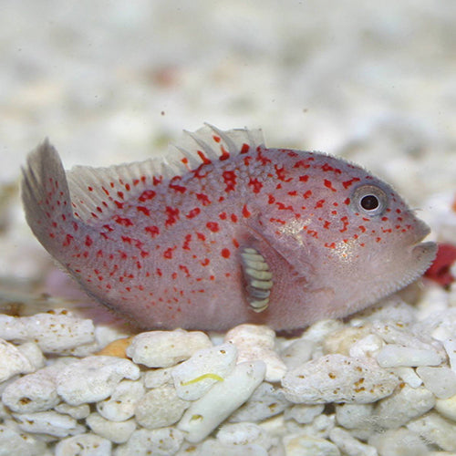 Red Speckled Coral Goby (Caracanthus maculatus) - Marine World Aquatics