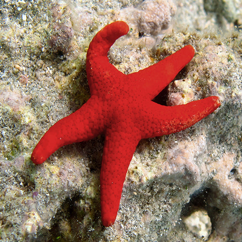 Red Starfish - Spotted (Fromia milleporella) - Marine World Aquatics
