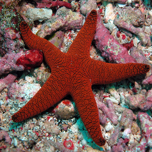 Red Starfish (Fromia indica) - Marine World Aquatics