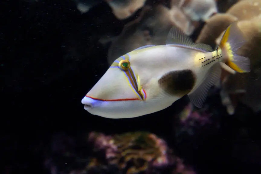 Bursa Trigger (Rhinecanthus verrucosus) - Marine World Aquatics