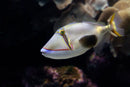 Bursa Trigger (Rhinecanthus verrucosus) - Marine World Aquatics