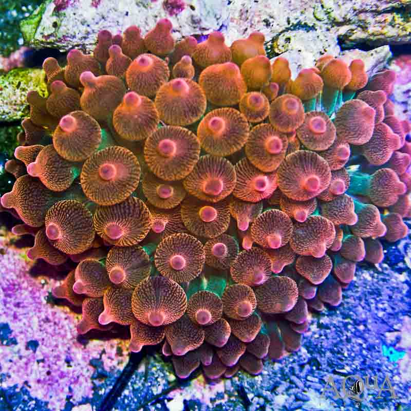 Bubble Anemone - Red (Entacmaea quadricolor) - Marine World Aquatics