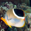 Saddleback Butterfly (Chaetodon ephippium) - Marine World Aquatics
