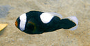 Saddleback Clown (Amphiprion polymnus) - Marine World Aquatics