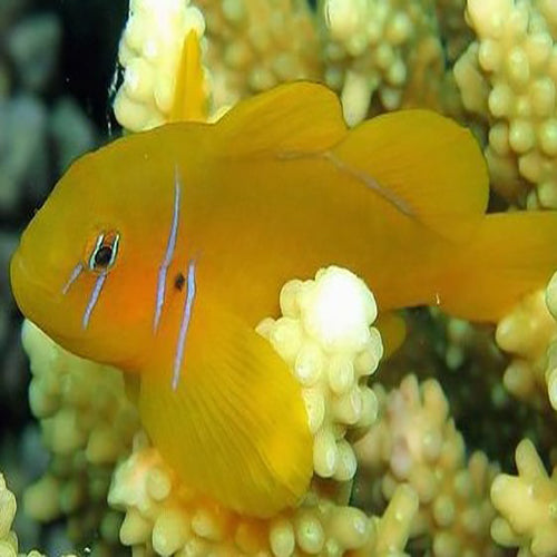 Saffron Goby - West Ind Ocean (Gobiodon citrinus) - Marine World Aquatics