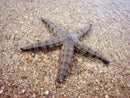 Sand Sifting Starfish (Archaster typicus) - Marine World Aquatics
