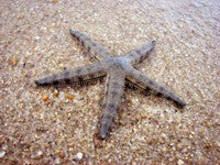 Sand Sifting Starfish (Archaster typicus) - Marine World Aquatics