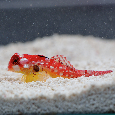 Flame / Scarlet Scooter Blenny  (Synchiropus sycorax) - Marine World Aquatics