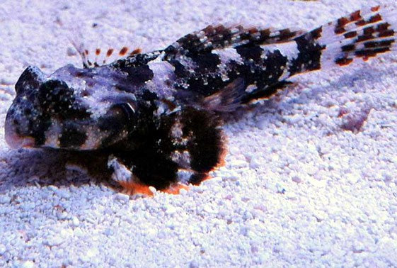 Scooter Blenny (Synchiropus ocellatus) - Marine World Aquatics