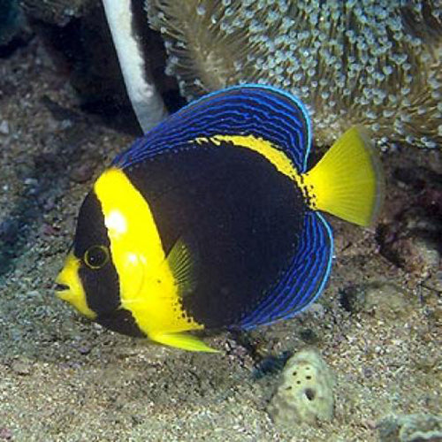 Scribble Angel Fish (Chaetodontoplus duboulayi) - Marine World Aquatics