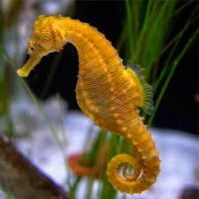 Seahorse   Hippocampus TANK BRED (Hippocampus Hippocampus) - Marine World Aquatics