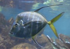 Lookdown - Juvenile (Selene vomer juv.) - Marine World Aquatics