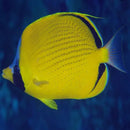 Semeion (Chaetodon semeion) - Marine World Aquatics