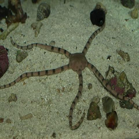 Serpent Starfish (Ophioderma spp.) - Marine World Aquatics