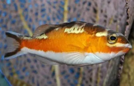 Bass - Tobacco (Serranus tabacarius) - Marine World Aquatics