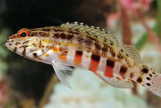 Bass - Lantern (Serrranus baldwini) - Marine World Aquatics