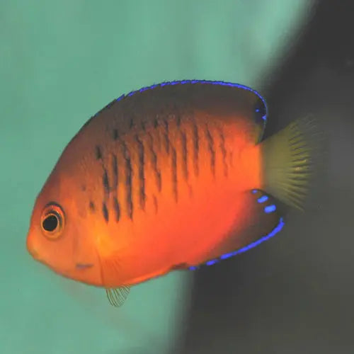Shepard's Angel (Centropyge shepardi) - Marine World Aquatics