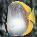 Somali Butterfly (Chaetodon leucopleura) - Marine World Aquatics