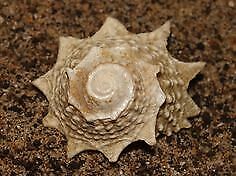 Spiny Astrea Snail (Astraea phoebia) - Marine World Aquatics