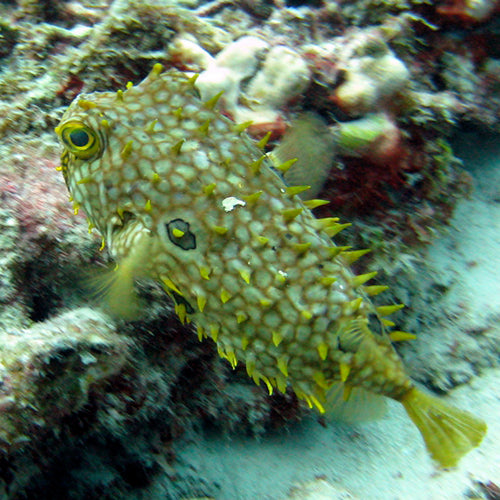Spiny Boxfish - Honeycomb (Chilomycterus antillarum) - Marine World Aquatics