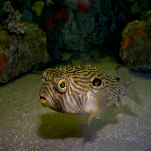 Spiny Boxfish (Chilomycterus schoepfii) - Marine World Aquatics