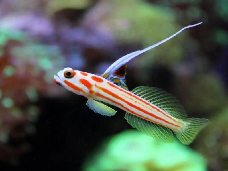 Hi Fin Clown Goby (Stonogobiops yasha) - Marine World Aquatics